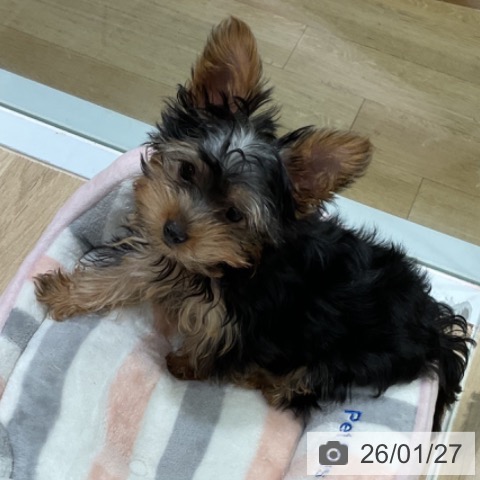 福岡県のヨークシャーテリア (ペットプラス 小倉南店/2025年11月2日生まれ/男の子/スチールブルータン)の子犬の3枚目の画像