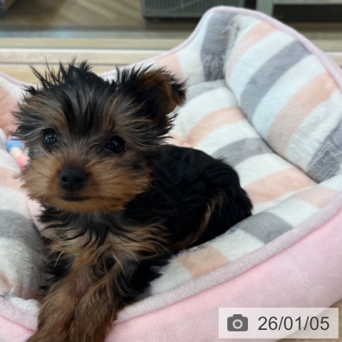 福岡県のヨークシャーテリア (ペットプラス ららぽーと福岡店/2025年11月2日生まれ/女の子/スチールブルータン)の子犬の4枚目の画像