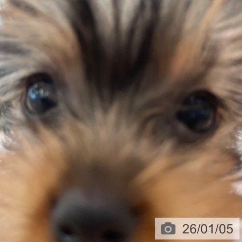 福岡県のヨークシャーテリア (ペットプラス ららぽーと福岡店/2025年11月2日生まれ/女の子/スチールブルータン)の子犬の3枚目の画像