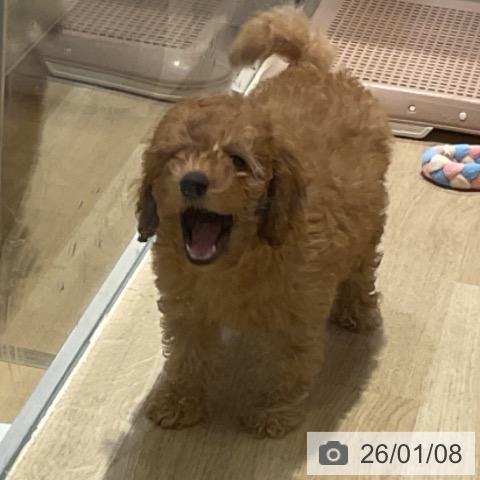 トイ・プードルの写真