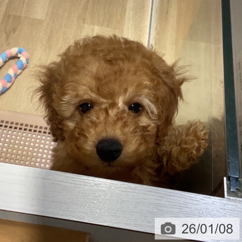 福岡県のトイプードル(トイ) (ペットプラス 小倉南店/2025年11月1日生まれ/男の子/アプリコット)の子犬の4枚目の画像