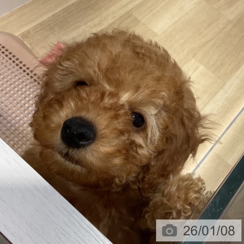 福岡県のトイプードル(トイ) (ペットプラス 小倉南店/2025年11月1日生まれ/男の子/アプリコット)の子犬の3枚目の画像