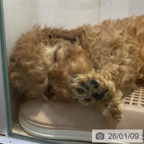 福岡県のトイプードル(トイ) (ペットプラス 小倉南店/2025年11月1日生まれ/男の子/アプリコット)の子犬の4枚目の画像