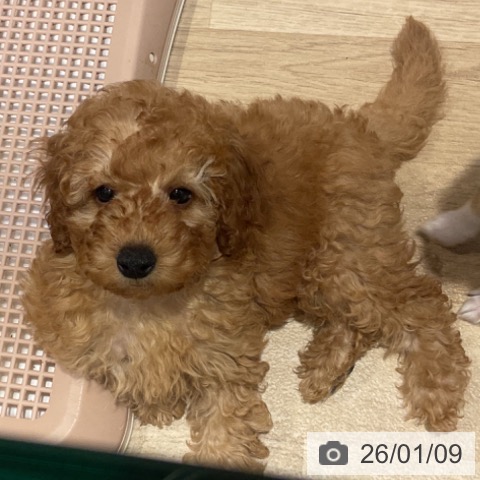 福岡県のトイプードル(トイ) (ペットプラス 小倉南店/2025年11月1日生まれ/男の子/アプリコット)の子犬の3枚目の画像