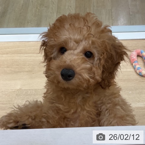 福岡県のトイプードル(トイ) (ペットプラス 小倉南店/2025年11月1日生まれ/男の子/アプリコット)の子犬の3枚目の画像