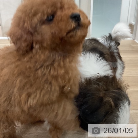 福岡県のトイプードル(トイ) (ペットプラス 八幡東店/2025年11月1日生まれ/男の子/アプリコット)の子犬の4枚目の画像