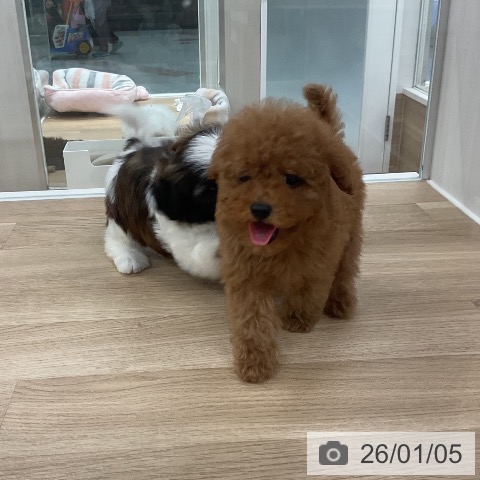 福岡県のトイプードル(トイ) (ペットプラス 八幡東店/2025年11月1日生まれ/男の子/アプリコット)の子犬の3枚目の画像