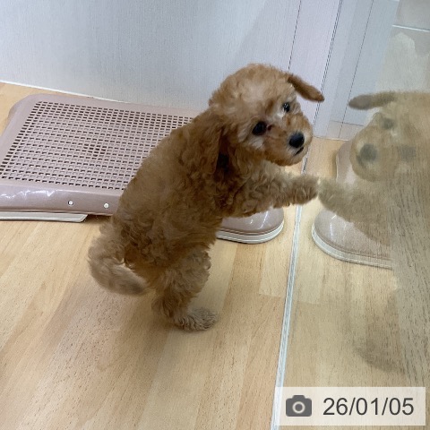 福岡県のトイプードル(トイ) (ペットプラス 福岡店/2025年11月1日生まれ/女の子/アプリコット)の子犬の4枚目の画像