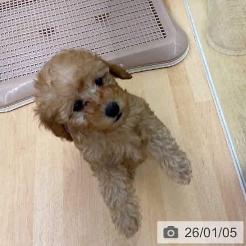 福岡県のトイプードル(トイ) (ペットプラス 福岡店/2025年11月1日生まれ/女の子/アプリコット)の子犬の3枚目の画像