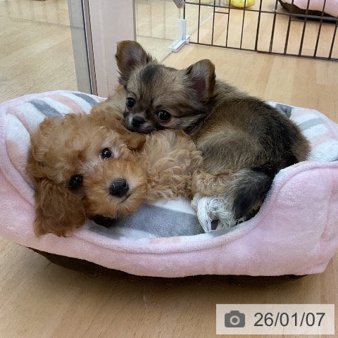 福岡県のトイプードル(トイ) (ペットプラス 福岡店/2025年11月1日生まれ/女の子/アプリコット)の子犬の3枚目の画像