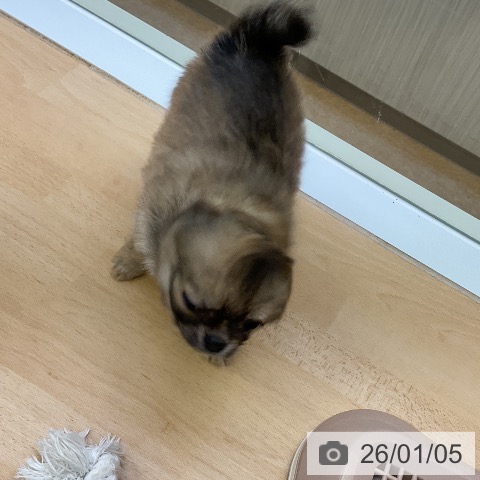 福岡県のチワワ(ロング) (ペットプラス 福岡店/2025年11月3日生まれ/男の子/フォーン)の子犬の4枚目の画像