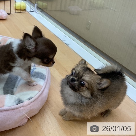 福岡県のチワワ(ロング) (ペットプラス 福岡店/2025年11月3日生まれ/男の子/フォーン)の子犬の3枚目の画像