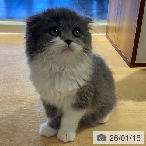 鹿児島県のスコティッシュフォールド (ペットプラス 姶良店/2025年11月2日生まれ/男の子/ブルータビーホワイト)の子猫の4枚目の画像