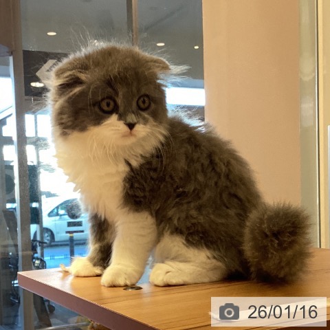 鹿児島県のスコティッシュフォールド (ペットプラス 姶良店/2025年11月2日生まれ/男の子/ブルータビーホワイト)の子猫の3枚目の画像