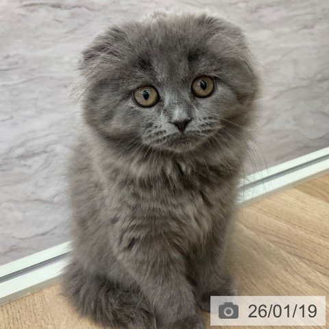 スコティッシュフォールドの写真