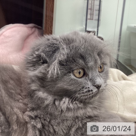 スコティッシュフォールドの写真