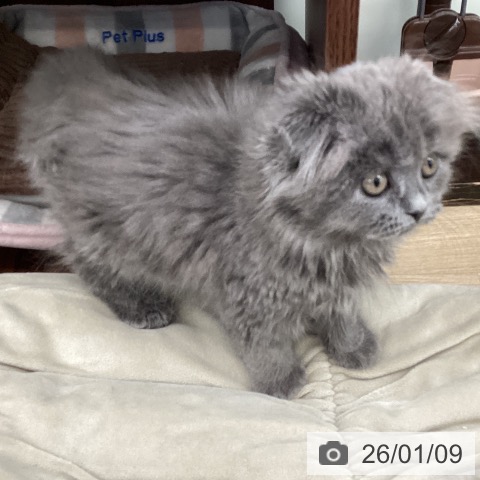 スコティッシュフォールドの写真