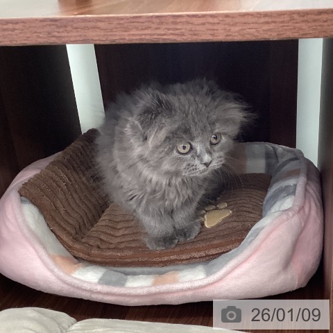 福岡県のスコティッシュフォールド (ペットプラス 春日店/2025年11月2日生まれ/女の子/ブルータビー)の子猫の4枚目の画像