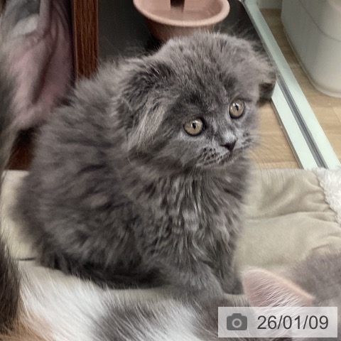 福岡県のスコティッシュフォールド (ペットプラス 春日店/2025年11月2日生まれ/女の子/ブルータビー)の子猫の3枚目の画像