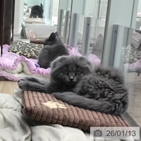 福岡県のスコティッシュフォールド (ペットプラス 春日店/2025年11月2日生まれ/女の子/ブルータビー)の子猫の3枚目の画像