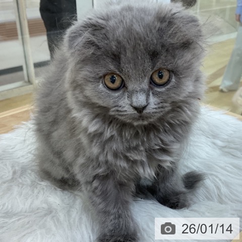 福岡県のスコティッシュフォールド (ペットプラス 小倉南店/2025年11月2日生まれ/女の子/ブルータビー)の子猫の4枚目の画像