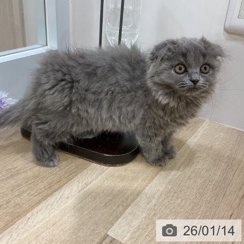 福岡県のスコティッシュフォールド (ペットプラス 小倉南店/2025年11月2日生まれ/女の子/ブルータビー)の子猫の3枚目の画像