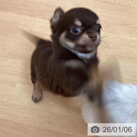 福岡県のチワワ(ロング) (ペットプラス 福岡伊都店/2025年11月2日生まれ/男の子/チョコレートタン)の子犬の3枚目の画像