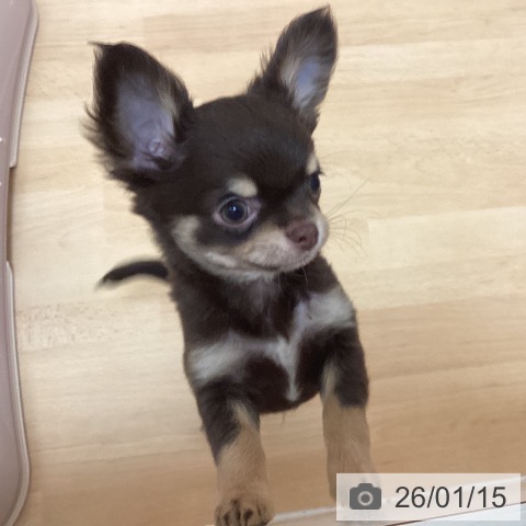 福岡県のチワワ(ロング) (ペットプラス 福岡伊都店/2025年11月2日生まれ/男の子/チョコレートタン)の子犬の3枚目の画像