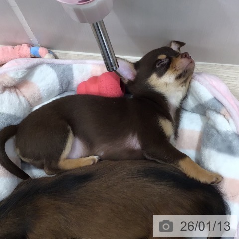 沖縄県のチワワ(ロング) (ペットプラス 沖縄ライカム店/2025年11月2日生まれ/男の子/チョコレートタン)の子犬の4枚目の画像