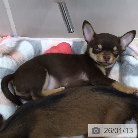 沖縄県のチワワ(ロング) (ペットプラス 沖縄ライカム店/2025年11月2日生まれ/男の子/チョコレートタン)の子犬の3枚目の画像