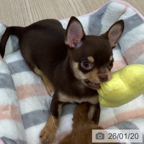 沖縄県のチワワ(ロング) (ペットプラス 沖縄ライカム店/2025年11月2日生まれ/男の子/チョコレートタン)の子犬の3枚目の画像