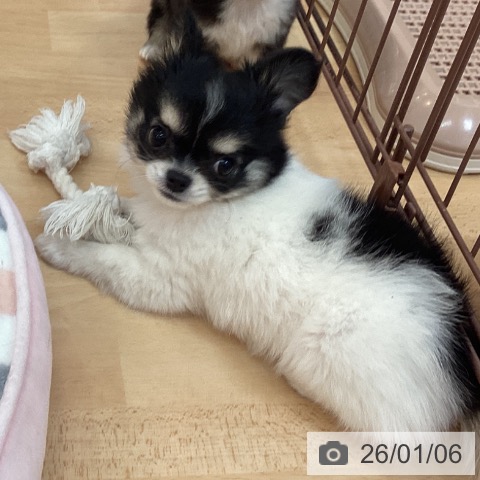 福岡県のチワワ(ロング) (ペットプラス 福岡伊都店/2025年11月1日生まれ/女の子/ホワイトブラックタン)の子犬の4枚目の画像