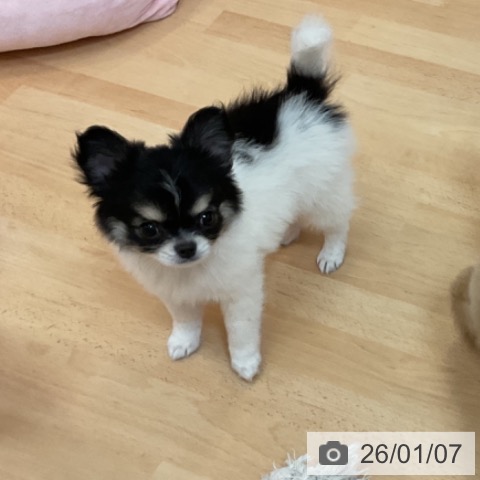 福岡県のチワワ(ロング) (ペットプラス 福岡伊都店/2025年11月1日生まれ/女の子/ホワイトブラックタン)の子犬の3枚目の画像