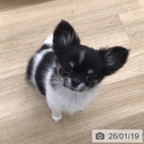 福岡県のチワワ(ロング) (ペットプラス 春日店/2025年11月1日生まれ/女の子/ホワイトブラックタン)の子犬の4枚目の画像
