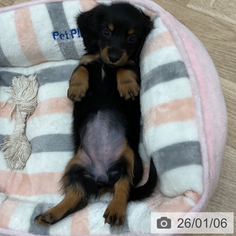 福岡県のミニチュアダックスフンド(ロング) (ペットプラス 香椎浜店/2025年10月30日生まれ/女の子/ブラックタン)の子犬の4枚目の画像