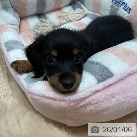 福岡県のミニチュアダックスフンド(ロング) (ペットプラス 香椎浜店/2025年10月30日生まれ/女の子/ブラックタン)の子犬の3枚目の画像