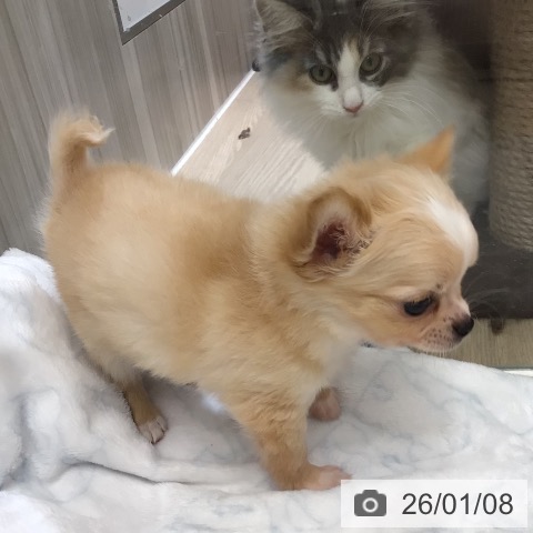 沖縄県のチワワ(ロング) (ペットプラス 南風原店/2025年10月30日生まれ/男の子/クリームホワイト)の子犬の4枚目の画像