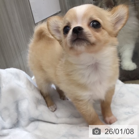 沖縄県のチワワ(ロング) (ペットプラス 南風原店/2025年10月30日生まれ/男の子/クリームホワイト)の子犬の3枚目の画像