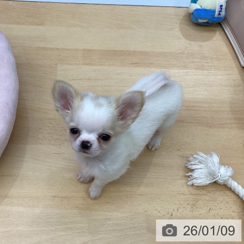 福岡県のチワワ(ロング) (ペットプラス MARK IS 福岡ももち店/2025年10月30日生まれ/男の子/ホワイトクリーム)の子犬の4枚目の画像