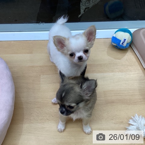 福岡県のチワワ(ロング) (ペットプラス MARK IS 福岡ももち店/2025年10月30日生まれ/男の子/ホワイトクリーム)の子犬の3枚目の画像