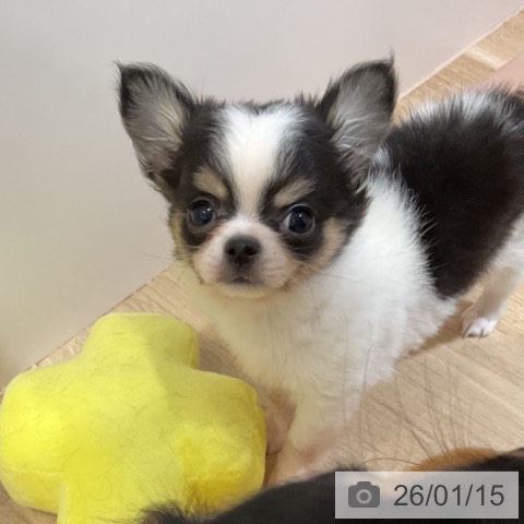 福岡県のチワワ(ロング) (ペットプラス 小倉南店/2025年10月30日生まれ/女の子/ブラックタンホワイト)の子犬の4枚目の画像