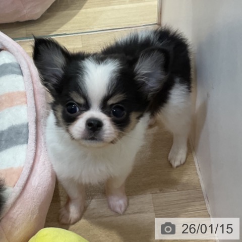 福岡県のチワワ(ロング) (ペットプラス 小倉南店/2025年10月30日生まれ/女の子/ブラックタンホワイト)の子犬の3枚目の画像