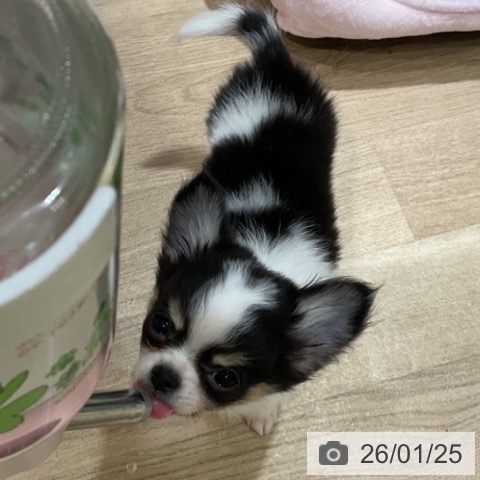 福岡県のチワワ(ロング) (ペットプラス 小倉南店/2025年10月30日生まれ/女の子/ブラックタンホワイト)の子犬の3枚目の画像