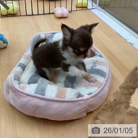 福岡県のチワワ(ロング) (ペットプラス 福岡店/2025年10月28日生まれ/女の子/チョコレートタンホワイト)の子犬の4枚目の画像