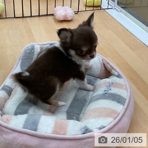 福岡県のチワワ(ロング) (ペットプラス 福岡店/2025年10月28日生まれ/女の子/チョコレートタンホワイト)の子犬の3枚目の画像