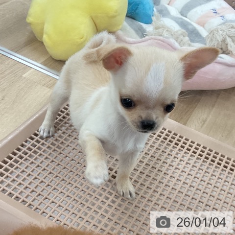 福岡県のチワワ(ロング) (ペットプラス 八幡東店/2025年10月27日生まれ/男の子/クリームホワイト)の子犬の4枚目の画像