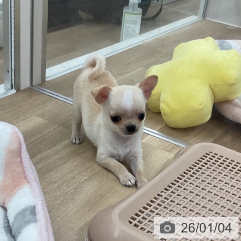 福岡県のチワワ(ロング) (ペットプラス 八幡東店/2025年10月27日生まれ/男の子/クリームホワイト)の子犬の3枚目の画像