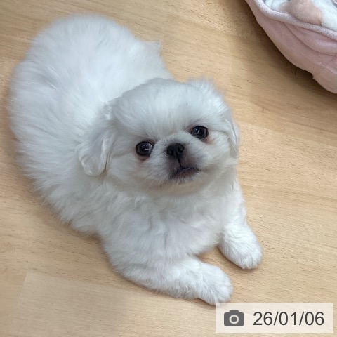 熊本県のペキニーズ (ペットプラス 熊本店/2025年11月3日生まれ/男の子/ホワイト)の子犬の4枚目の画像