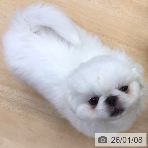 熊本県のペキニーズ (ペットプラス 熊本店/2025年11月3日生まれ/男の子/ホワイト)の子犬の3枚目の画像