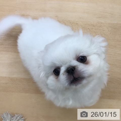 熊本県のペキニーズ (ペットプラス 熊本店/2025年11月3日生まれ/男の子/ホワイト)の子犬の3枚目の画像